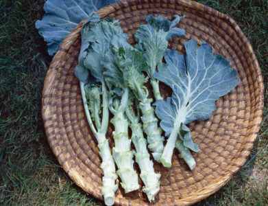 blue leafed Portugal cabbage with light green and white stems in a weaved basket